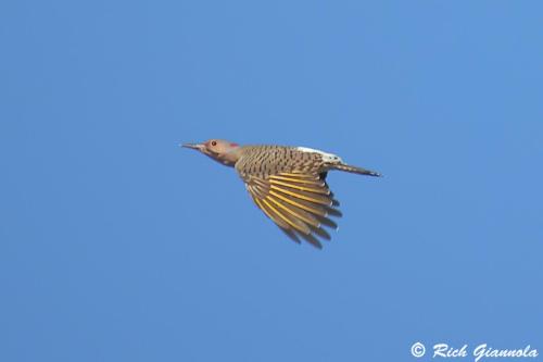 Northern Flicker