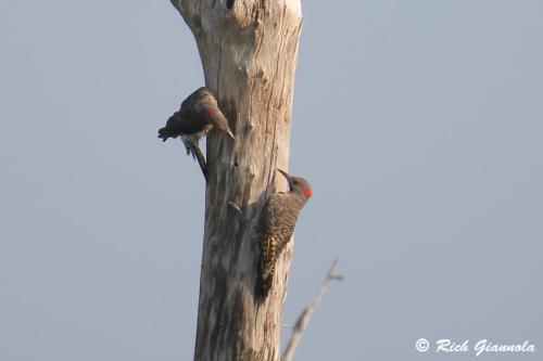 Northern Flickers