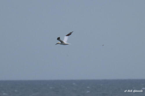 Northern Gannet out at sea