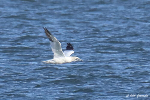 A cruising Northern Gannet