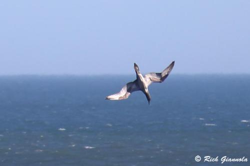 Northern Gannet