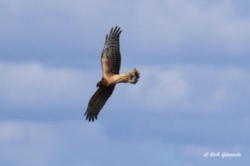 Northern Harrier over the marsh