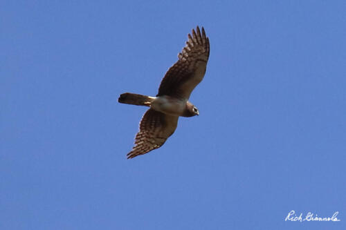 Northern Harrier soaring high