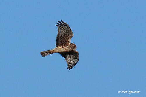 Northern Harrier on marsh patrol