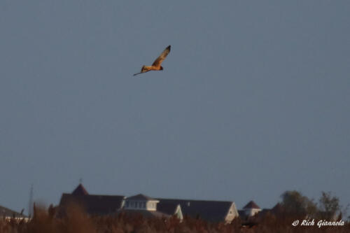 Northern Harrier on a mission