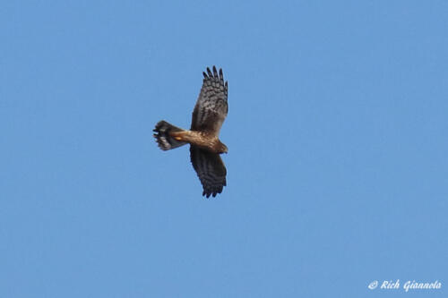 Northern Harrier hovering over the marsh