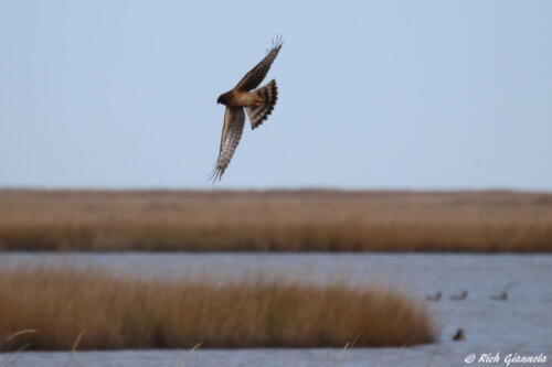 Northern Harrier over the marsh