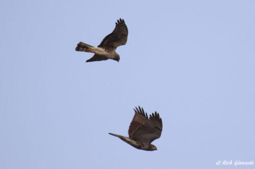 Northern Harrier