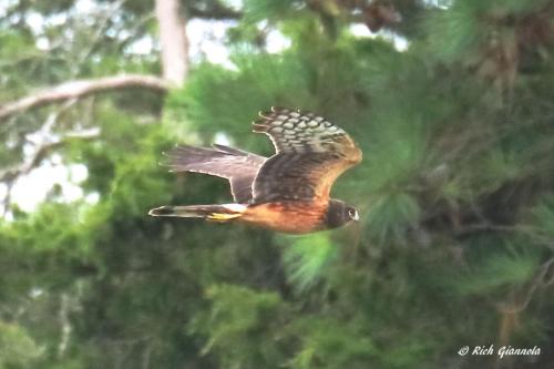 Northern Harrier