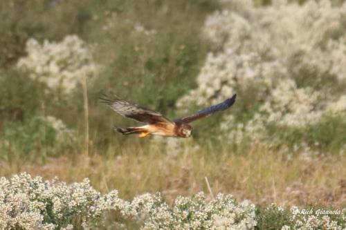 Northern Harrier