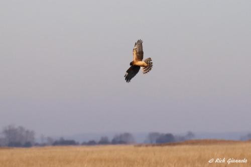 Northern Harrier