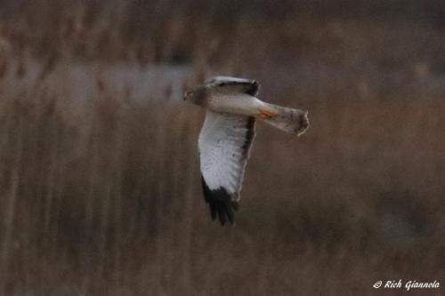 Northern Harrier