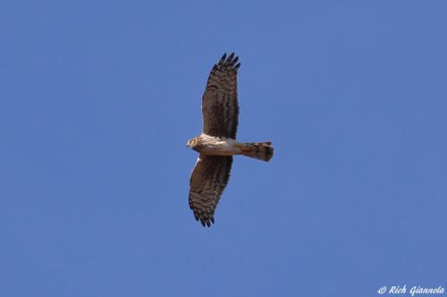 Northern Harrier