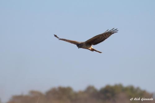 Northern Harrier