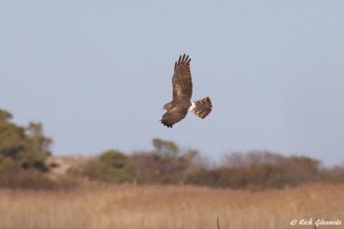 Northern Harrier