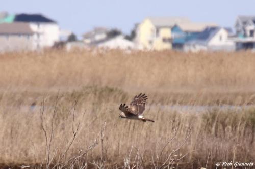 Northern Harrier