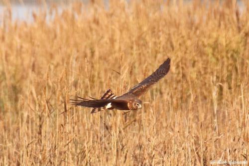 Northern Harrier