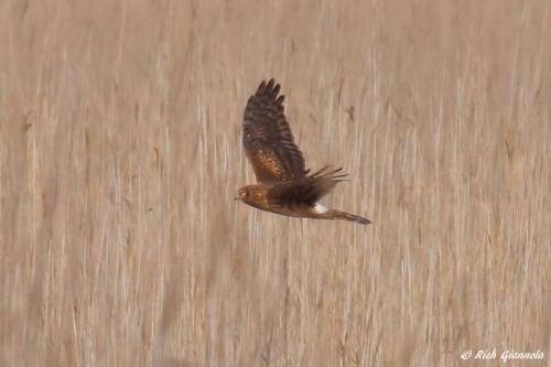 Northern Harrier