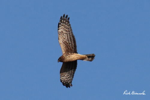 Northern Harrier on the hunt