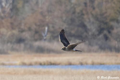 Northern Harrier