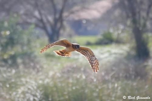 Northern Harrier