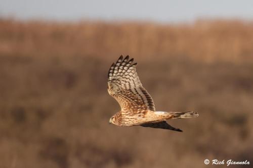 Northern Harrier