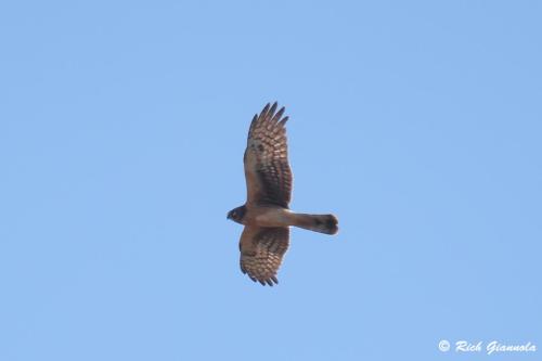 Northern Harrier