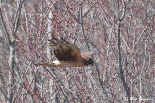 Northern Harrier