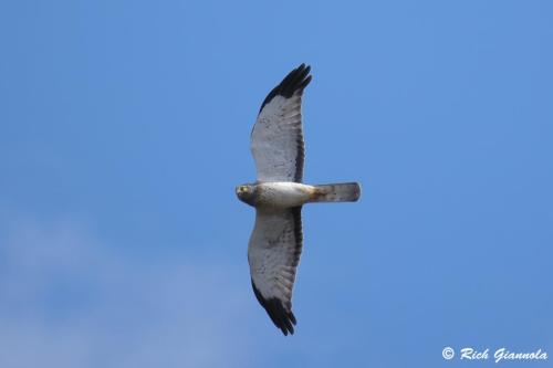 Northern Harrier