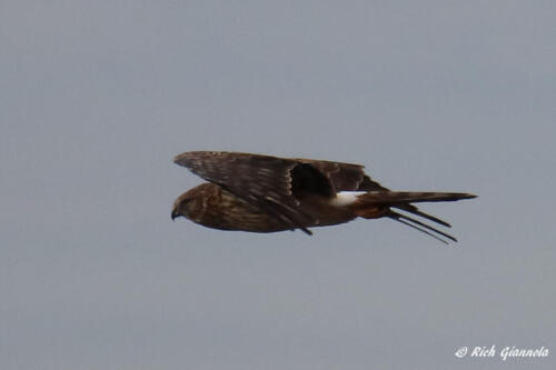 Northern Harrier hunting for food