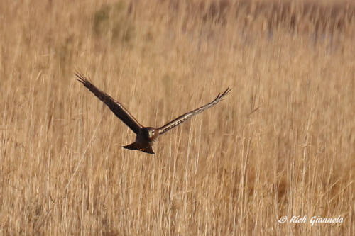 Northern Harrier on the hunt