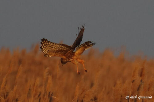 Northern Harrier ready to grab a meal