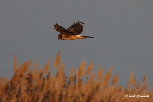 Northern Harrier on the hunt