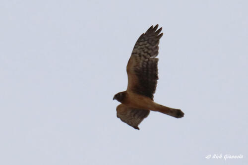 Northern Harrier on the hunt