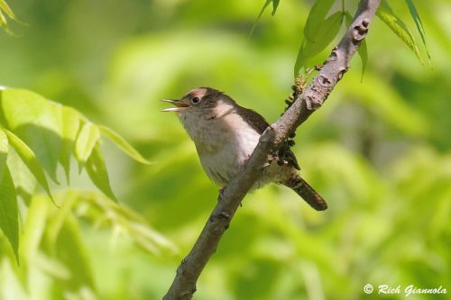 Northern House Wren