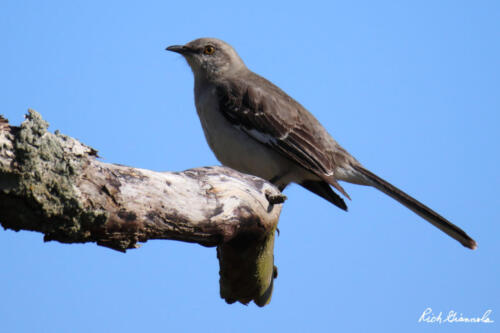 Northern Mockingbird on a branch