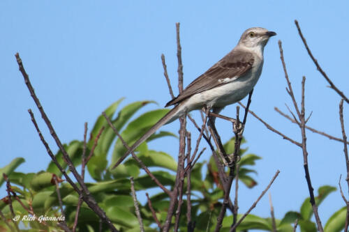 Northern Mockingbird surveying the scene