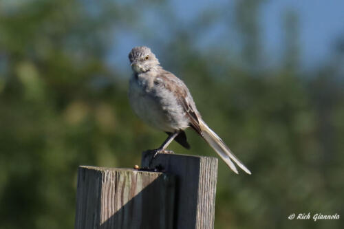 Northern Mockingbird on a perch