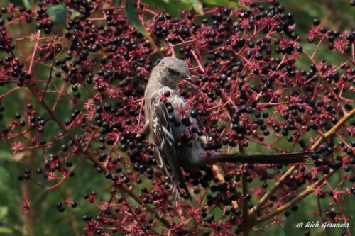 Northern Mockingbird picking on berries