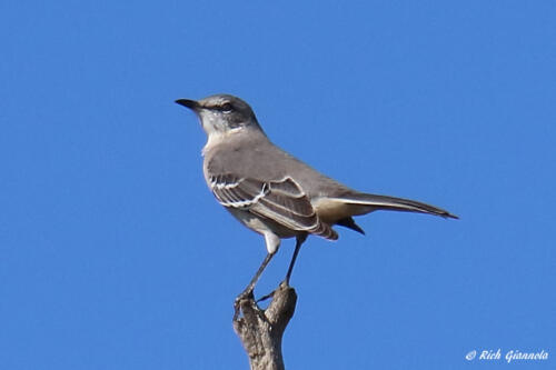 Northern Mockingbird way up top