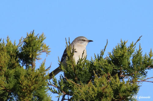 Northern Mockingbird perched up high