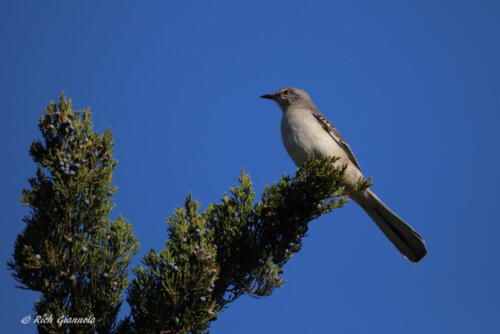 Northern Mockingbird perched up high