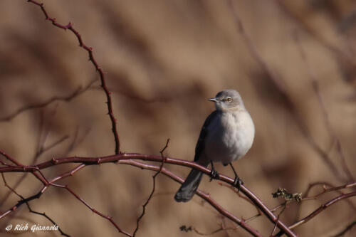 Northern Mockingbird