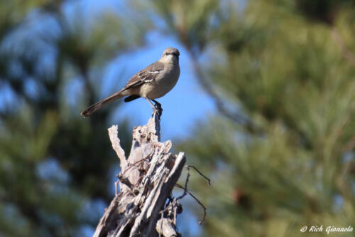 Northern Mockingbird