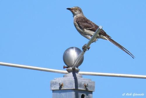 Northern Mockingbird