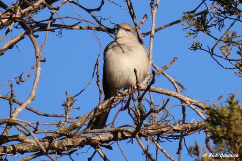 Northern Mockingbird