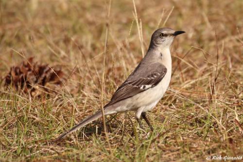 Northern Mockingbird