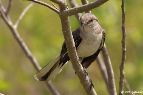 Northern Mockingbird