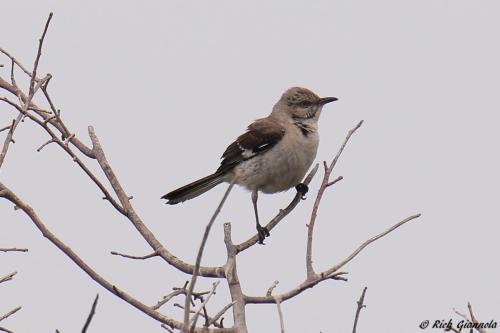 Northern Mockingbird