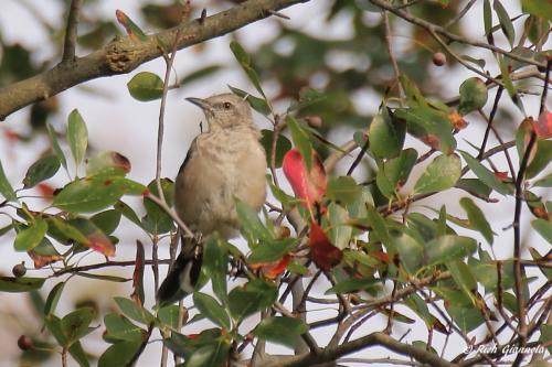 Northern Mockingbird